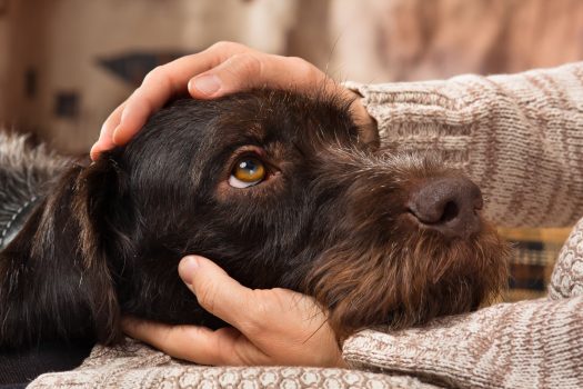 Dog Therapy